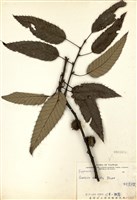 藏品(栓皮櫟)的圖片